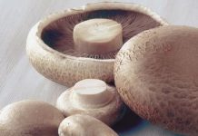 Ciupercile – gustoase si sanatoase!