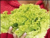 Spanacul – beneficii – Dieta cu spanac