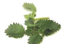 Ciorba de urzici – Diete de primavara