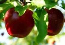 Dieta cu mere – Merele beneficii