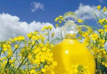 Ai incercat uleiul de rapita? Iata ce spun studiile despre acest ulei miraculos!